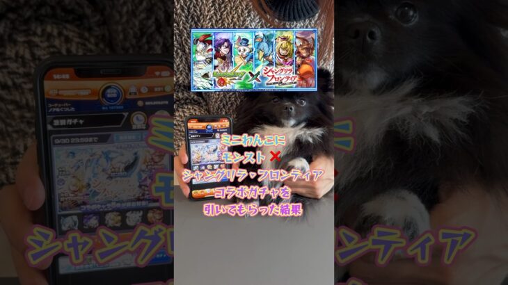 【モンスト】ミニわんこにシャングリラ・フロンティアコラボガチャを引いてもらった結果