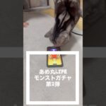 引っ張りハンティングしませんか？#cat #cute #猫のいる暮らし #shorts #モンスト #ガチャ動画 #とある科学の超電磁砲