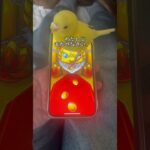 モンストガチャ自分じゃひけないのでインコにお願いしました③#ぼっちざろっく #モンストガチャ #セキセイインコ