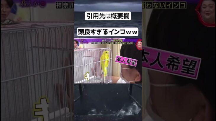 #にゃんこ大戦争 #微課金攻略 #ゲーム実況 #突撃 #モンスト #ご依頼 #yaju #ゲーム #爆言注意 #ダイダイダイダイダイキライ #面白い #可愛い #funny #memes #癒し